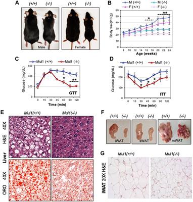 Inactivation of mitochondrial MUL1 E3 ubiquitin ligase deregulates mitophagy and prevents diet-induced obesity in mice